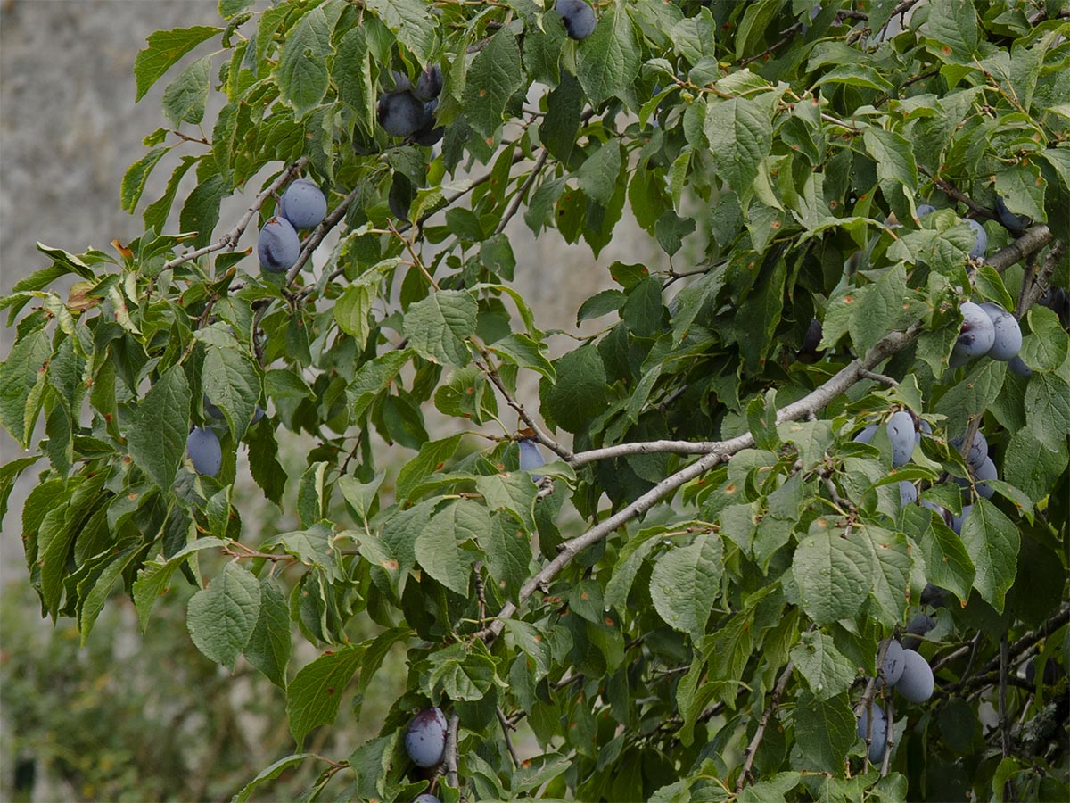 Prunus domestica